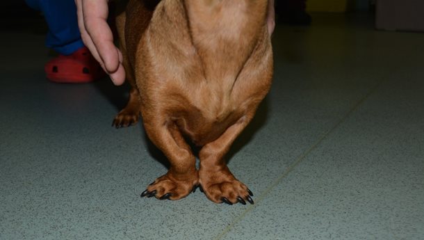 Forelimb Deformity Latest Vet News In Hampshire Local Vets Scvs